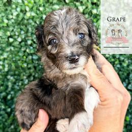 Grape Soda - Blue merle male Aussiedoodle puppy in Corydon, Indiana from Ridgeline Doodles