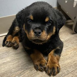 Rottweiler Puppies from AK Rotts