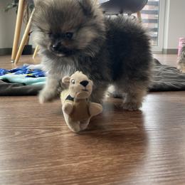 Keeshond and Pomeranian Puppies from Mary Schooner