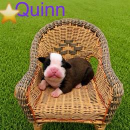 Quinn - Fawn female Boxer puppy in Abilene, Texas from L&L Euro Boxers and Small Town Shih Tzus