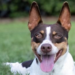 Rat Terriers from Rat Terrier's of Aiken