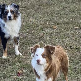 Miniature Australian Shepherds from Big D’s Aussie