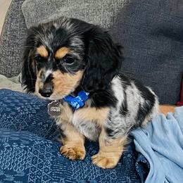 Dachshund Puppies from Meldox