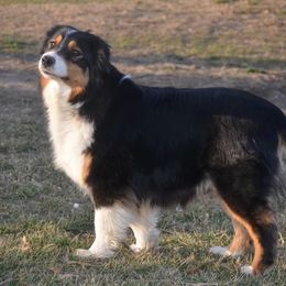 Kate - Australian Shepherd