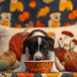 Border Collie, Papillon, Sporty Mix, and Whippet Puppies from Old Hemp Border Collies / Open Horizon Sport Dogs