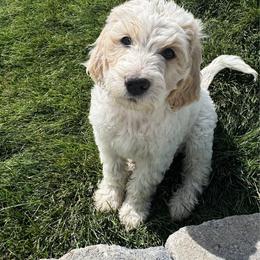 Larry Bird - Cream male Goldendoodle puppy in Pleasant Grove, Utah from Canterbury Canines