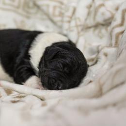 Cedar - Tri-color male Bernedoodle puppy in Delta, Pennsylvania from KEE Bernedoodles