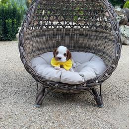 Yoshi - Blenheim male Cavalier King Charles Spaniel puppy in Shingle Springs, California from California Spaniels
