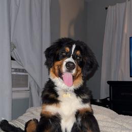 Bernese Mountain Dog Puppies from Jena's Blissful Bernese Mountain Dogs