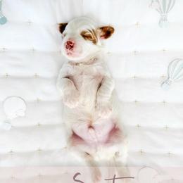 Scout - Cream male Goldendoodle puppy in Mahomet, Illinois from Jordan Family Doodles