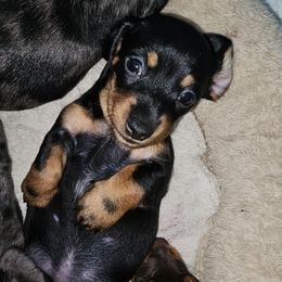 Tootsie - Black and tan female Dachshund puppy in Sturtevant, Wisconsin from Nicole's Dachshunds