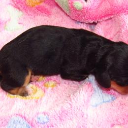 Dachshund Puppies from Hot Lil' Doggies  Dachshunds