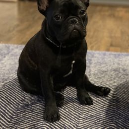 French Bulldogs from Susan's Pups