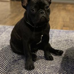 French Bulldogs from Susan's Pups