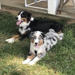 Australian Shepherd Puppies from Susquehannock Aussies