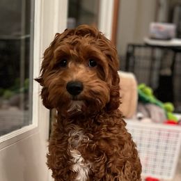 Cockapoo and Goldendoodle Puppies from Robbin's Treasures