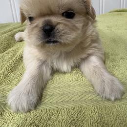 Cindy Lou Who - Cream and white female Shih Tzu puppy in Decatur, Tennessee from Ford Hollow Farms Shih Tzus and Australian Shepherds