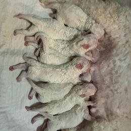 Ozzy - White male Bichon Frise puppy in 63101 (St. Louis Metro Area), Missouri from BichonSTL