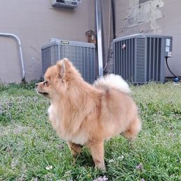 Lily - Pomeranian