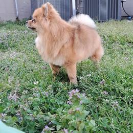 Lily - Pomeranian