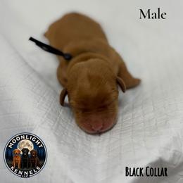 Jinx  Black Collar - Yellow male Labrador Retriever puppy in Elloree, South Carolina from Moonlight Kennels LLC