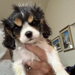 Coffe Cup - Tri-color female Cavalier King Charles Spaniel puppy in Santa Rosa, California from George's Cavalier King Charles Spaniels
