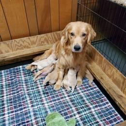 English Setter, Golden Retriever, and Gordon Setter Puppies from Katherine Lirette