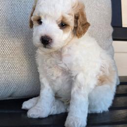 Sam - Parti male Goldendoodle puppy in Leander, Texas from Doodle Doula