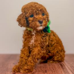 Buttercup (Green Collar Female) - Red  female Goldendoodle puppy in Santa Clara, Utah from Desert Dawn Doodles