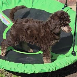 Ember - Phantom female Poodle puppy in New York from Powder Puff Poodles