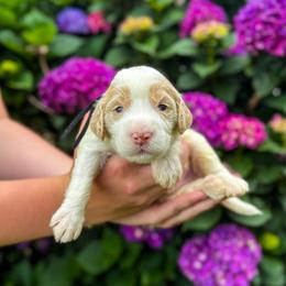 Snap Dragon (Snap) - Parti male Labradoodle puppy in Elizabeth City, North Carolina from Howdy Doodles