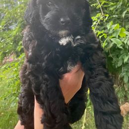 Poodle Puppies from Kindred Companions Toy Doodles