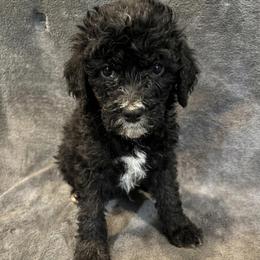 Baxter - Black and white male Bernedoodle puppy in Battle Creek, Michigan from T-Rose’s Bernedoodle & Pomsky Puppies