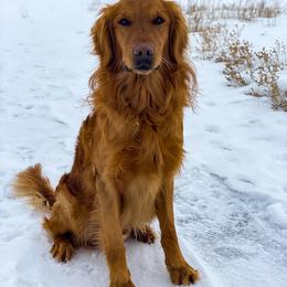 Miner - Golden Retriever