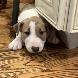 Ruby - Red and white female Bull Terrier puppy in Colorado Springs, Colorado from Empire Bull Terriers