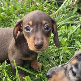 Mocha - Chocolate and tan female Dachshund puppy in Atwater, Ohio from Ivy Willow Dachshunds