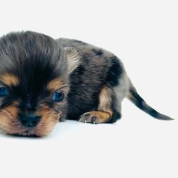 Piglet - Merle female Chihuahua puppy in Hobgood, North Carolina from Four Kids’ Farms, LLC