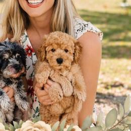 Australian Labradoodles, Cockapoos, Goldendoodles, and Golden Retrievers from Hope Lane Kennels