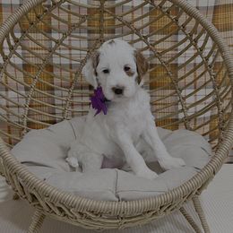 Purple Collar Female - Parti female Goldendoodle puppy in Bradenton, Florida from Suncoast Goldendoodles