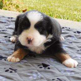 Ebony - Black tri female Toy Australian Shepherd puppy in Okeana, Ohio from Fetching Toy Aussies