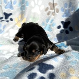 Dachshund Puppies from Dobbins Dachshunds