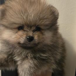 Boy 3 - Pomeranian puppy in Fort Lauderdale, Florida from El'Cienna Poms