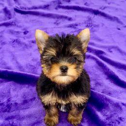 Annie - Black and tan female Yorkshire Terrier puppy in Sandy Hook, Kentucky from The Royal Yorkie Den LLC