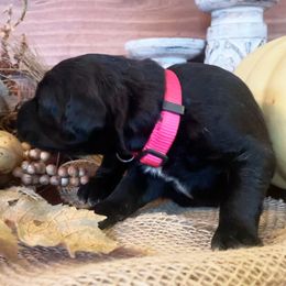 Bordoodle Puppies from Nighthawk Bordoodles