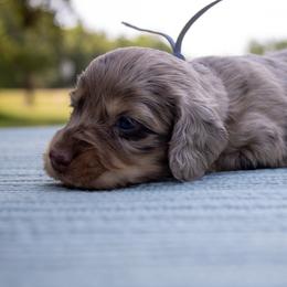 Java - Dapple female Dachshund puppy in Excel, Alabama from CJ’s Little Palace