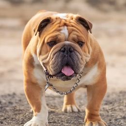boss - Bulldog