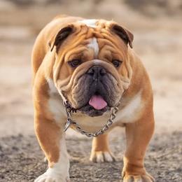 boss - Bulldog