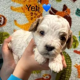 Yeti - White male Cavapoo puppy in Greensburg, Kentucky from Doodle Me Crazy