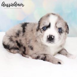 Bi Blue Merle 4 - 2 Blue eyes Long tail - Blue merle male Miniature Australian Shepherd puppy in Pinehurst, Texas from Aussie Amor