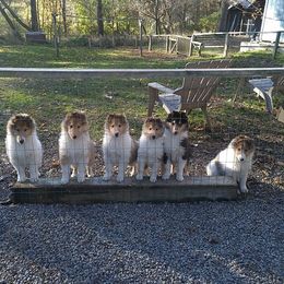 Collie Puppies from LynChris Collies